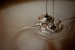 SEF_8326